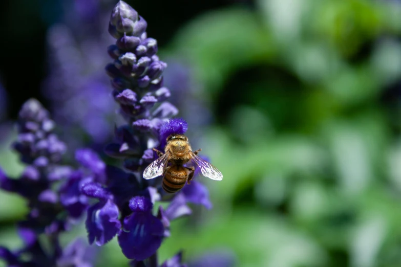 a bee sitting on top of a purple flower, unsplash, salvia, fan favorite, full frame image, high resolution image