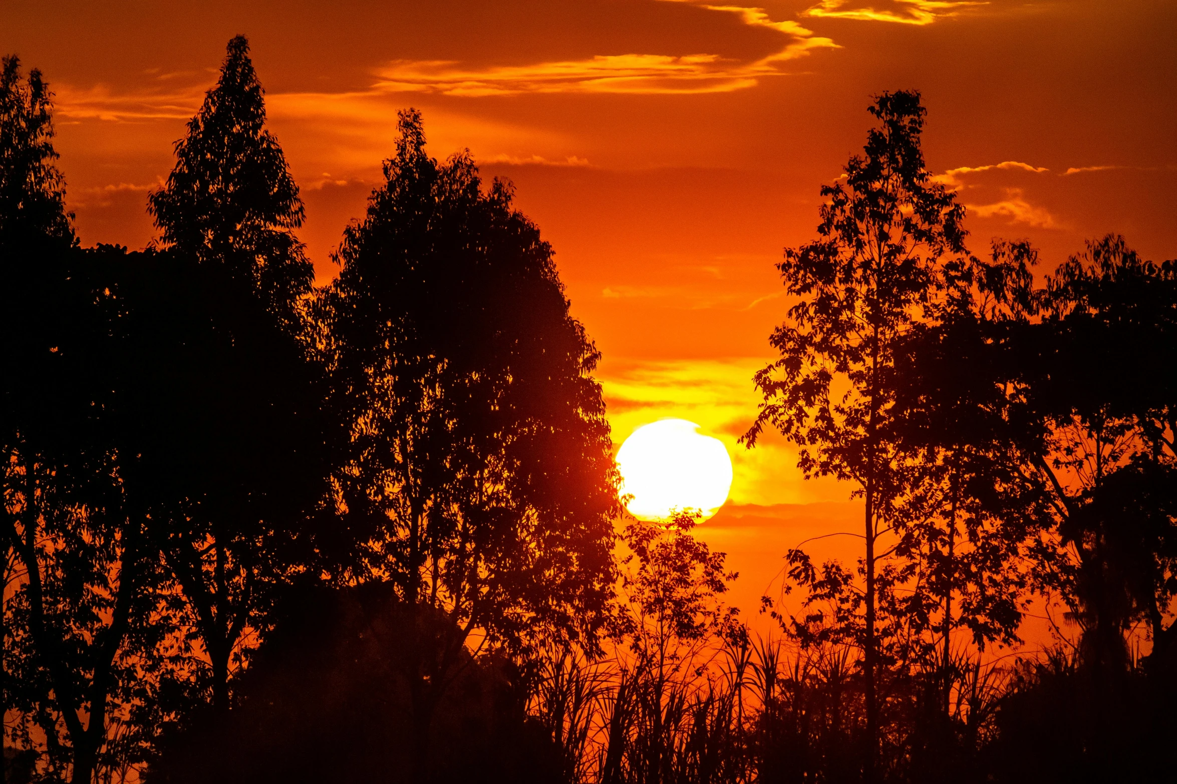 the sun is setting behind some trees, by Jan Tengnagel, pexels contest winner, sumatraism, summer sunset, ((sunset)), orange glow, instagram post