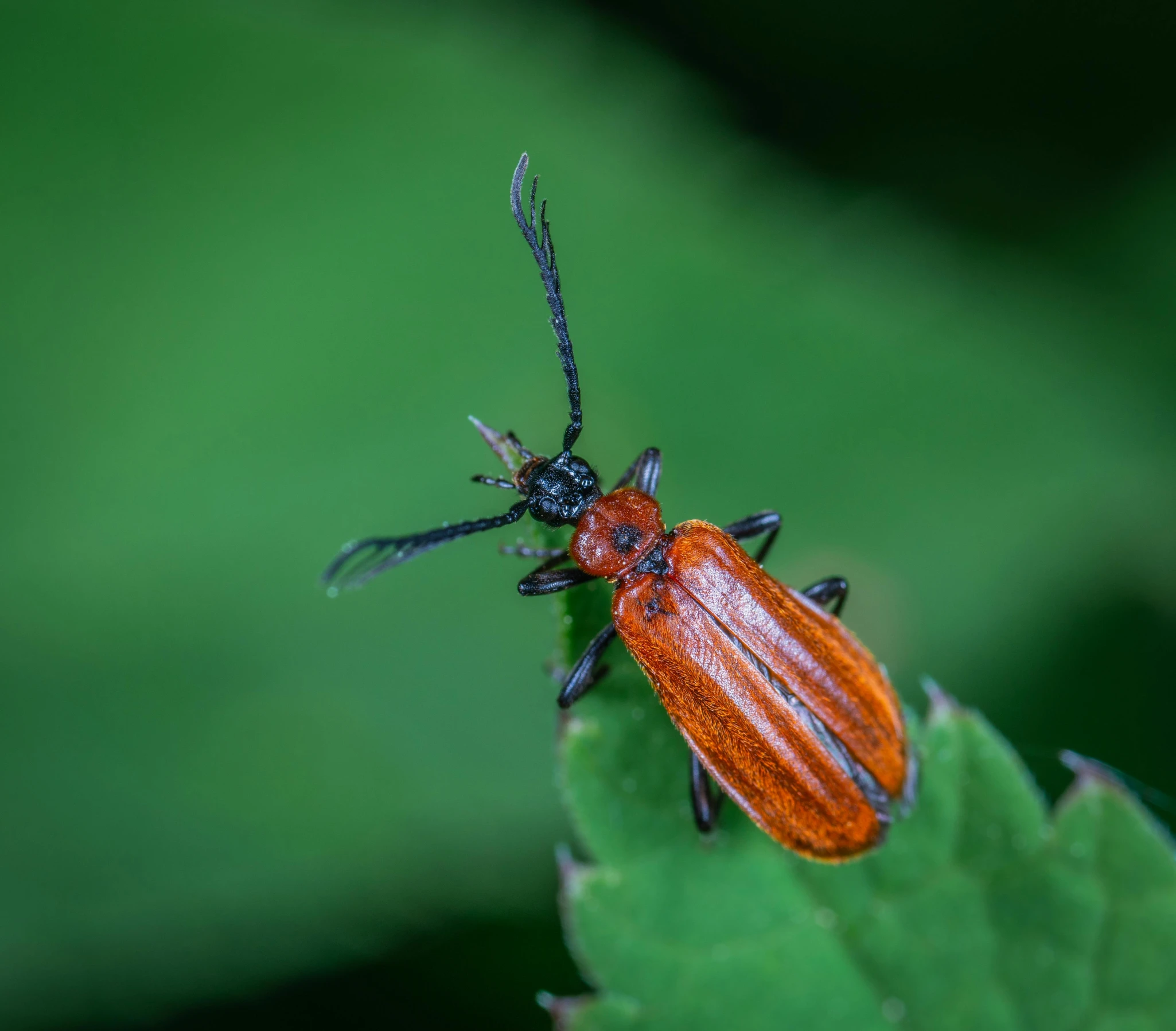 a beetle sitting on top of a green leaf, by Andries Stock, pexels contest winner, hurufiyya, paul barson, firefly, red and orange colored, high resolution