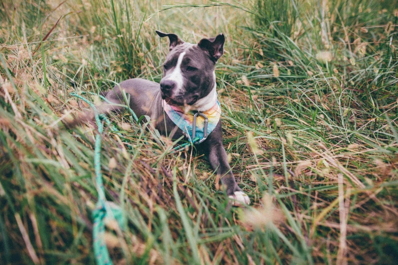 a dog that is laying down in the grass, by Emma Andijewska, unsplash, wearing a bandana and chain, hairless, standing in tall grass, cinestill 800t 35mm technicolor