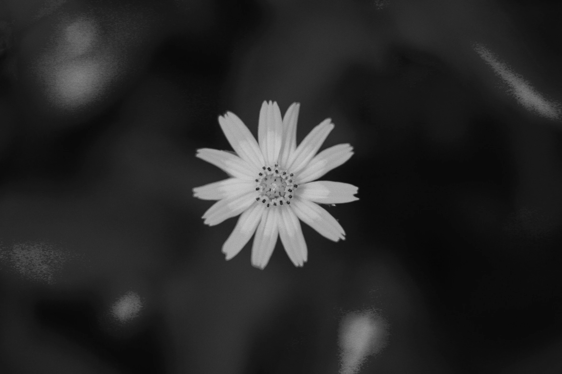 a single white flower in black and white, unsplash, starry, just a cute little thing, black and white artistic photo, flowers around