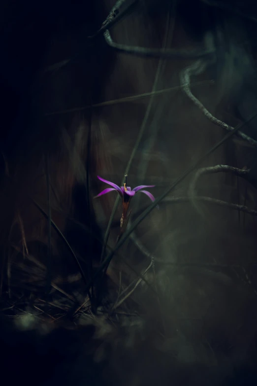 a purple flower sitting on top of a grass covered field, a picture, by Eglon van der Neer, unsplash contest winner, conceptual art, in a dark forest, photography alexey kurylev, orchid, medium format. soft light