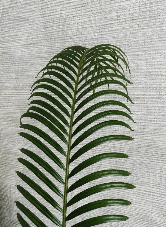 a close up of a plant in a vase on a table, zoomed out to show entire image, product view, fronds, a high angle shot