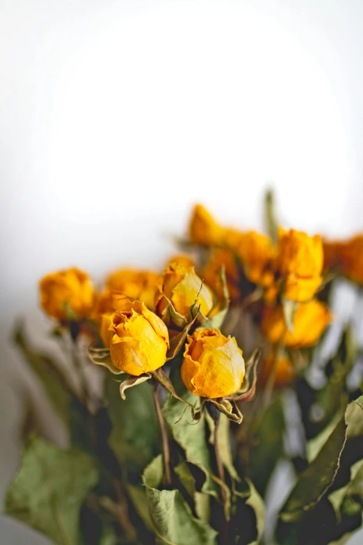 a vase filled with yellow flowers on top of a table, zoomed in, dry, detailed product shot, decorative roses