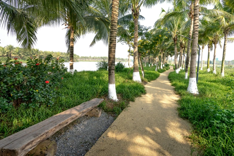 a pathway lined with palm trees next to a body of water, nivanh chanthara, garden environment, exterior shot