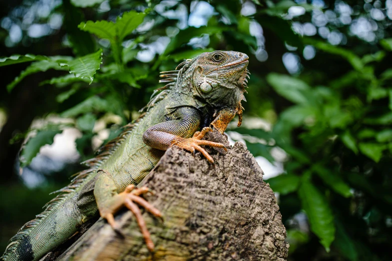 a large lizard sitting on top of a tree branch, by Carey Morris, pixabay contest winner, reggae, avatar image, pet animal, 🦩🪐🐞👩🏻🦳