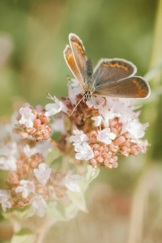 a close up of a butterfly on a flower, copper patina, with soft bushes, in muted colours, julia sarda