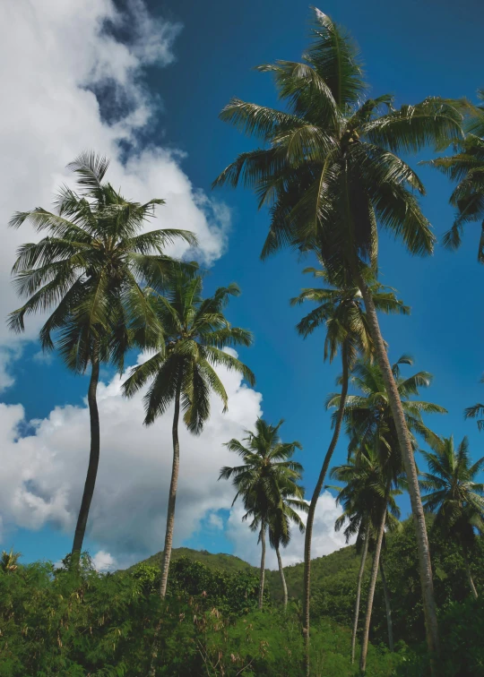 a group of palm trees sitting on top of a lush green hillside, slide show, rum, looking upwards, grey