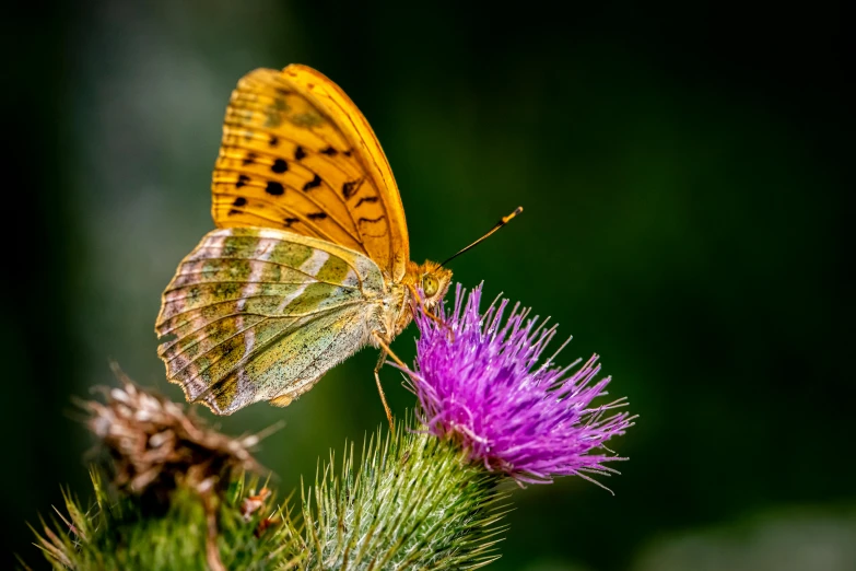 a butterfly sitting on top of a purple flower, a macro photograph, by Brian Thomas, hurufiyya, thistle, green magenta and gold, 2022 photograph, scottish