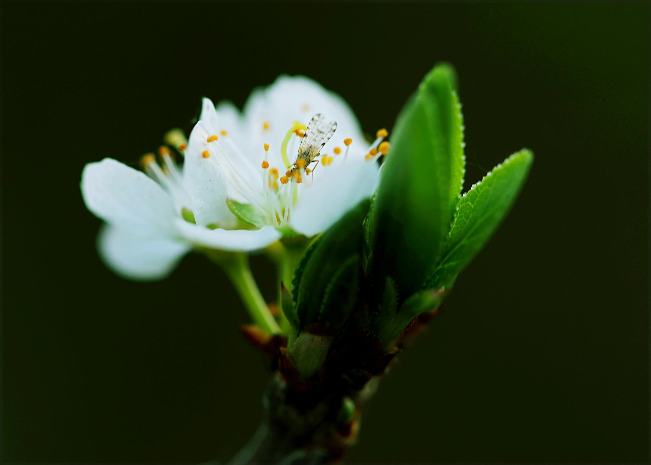 a close up of a white flower on a branch, by Jan Rustem, tiny insects, plum blossom, emerald, still photograph