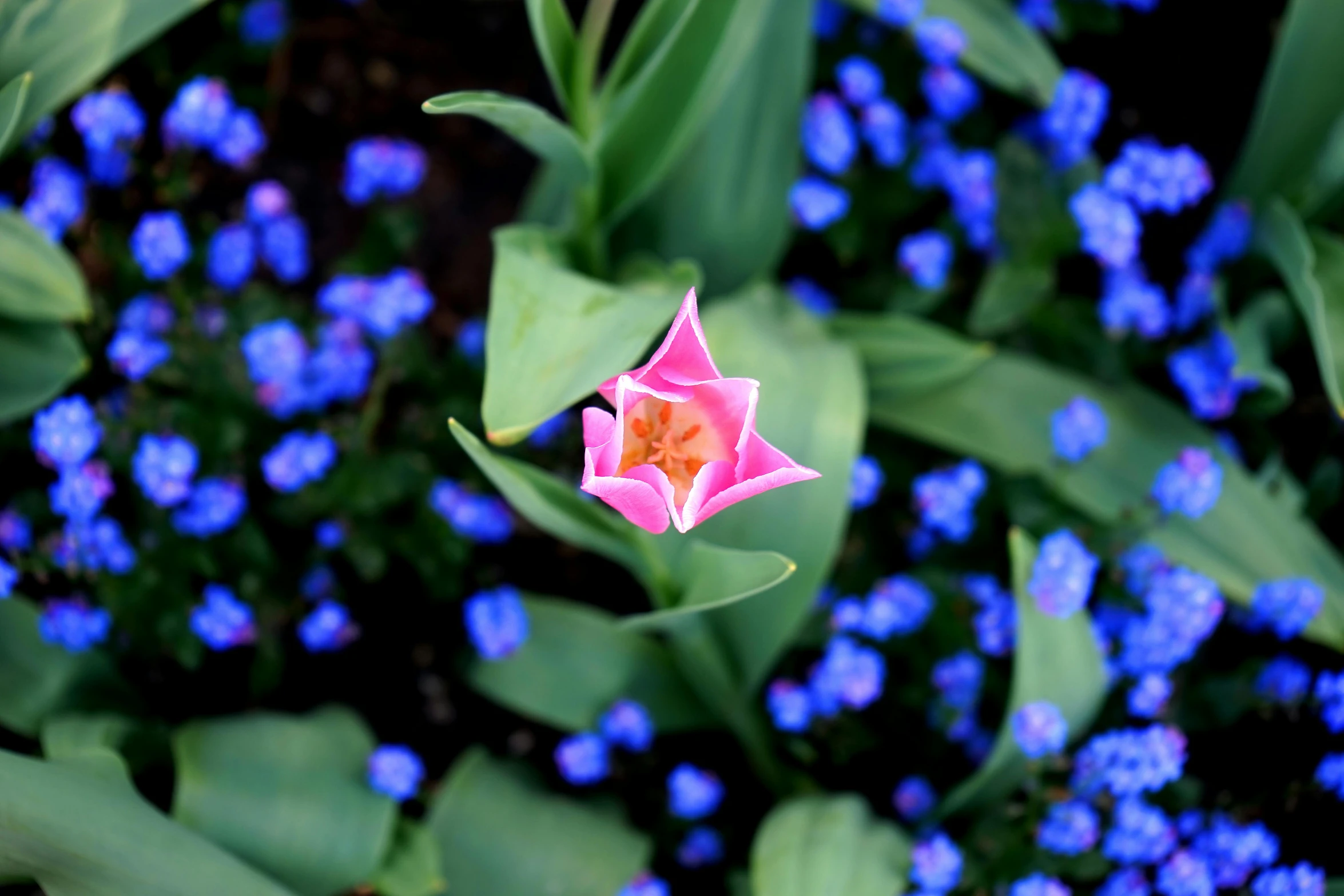 a single pink tulip in a bed of blue flowers, unsplash, precisionism, lush garden spaceship, shot on sony alpha dslr-a300, seven pointed pink star, a high angle shot