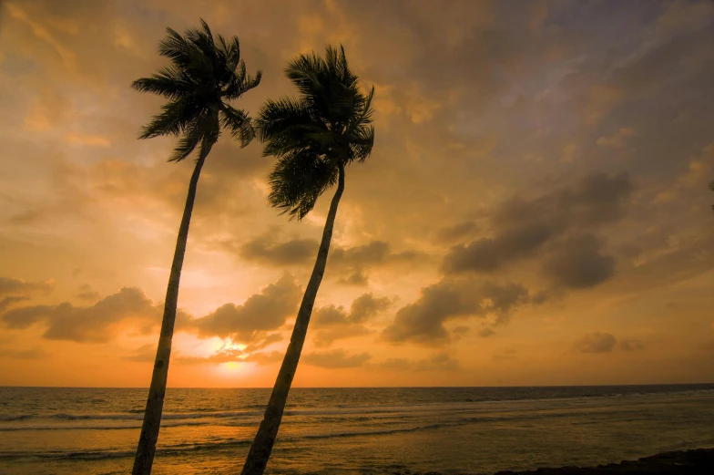 a couple of palm trees sitting on top of a beach, by Max Dauthendey, pexels contest winner, sri lanka, sunset with cloudy skies, brown, album cover