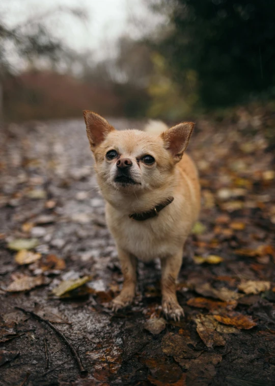 a small dog standing on top of a dirt road, an album cover, trending on unsplash, renaissance, chihuahua, on a rainy day, autumnal, portrait shot 8 k