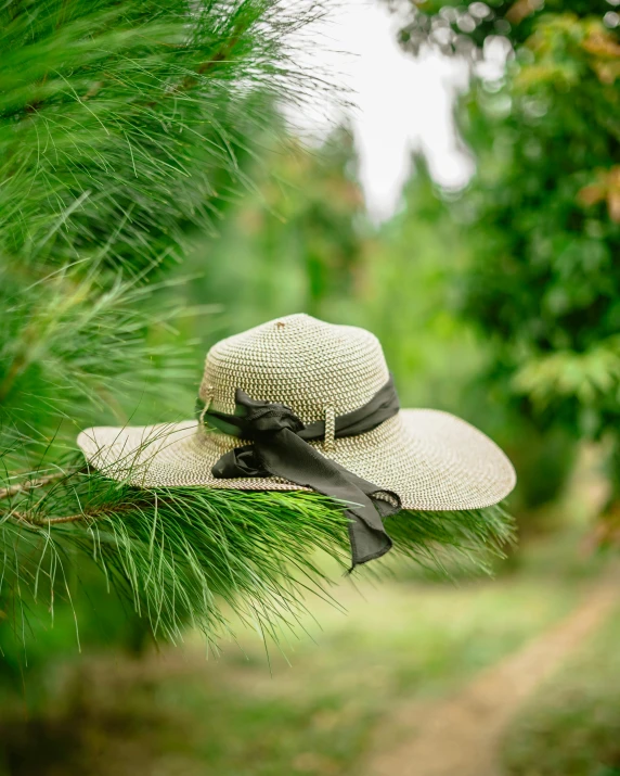 a hat sitting on top of a tree branch, inspired by Kate Greenaway, unsplash, square, assam tea garden setting, ribbon, evergreen