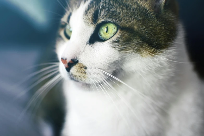 a close up of a cat with green eyes, a portrait, unsplash, instagram post, low dof, high - resolution photograph, with a white nose