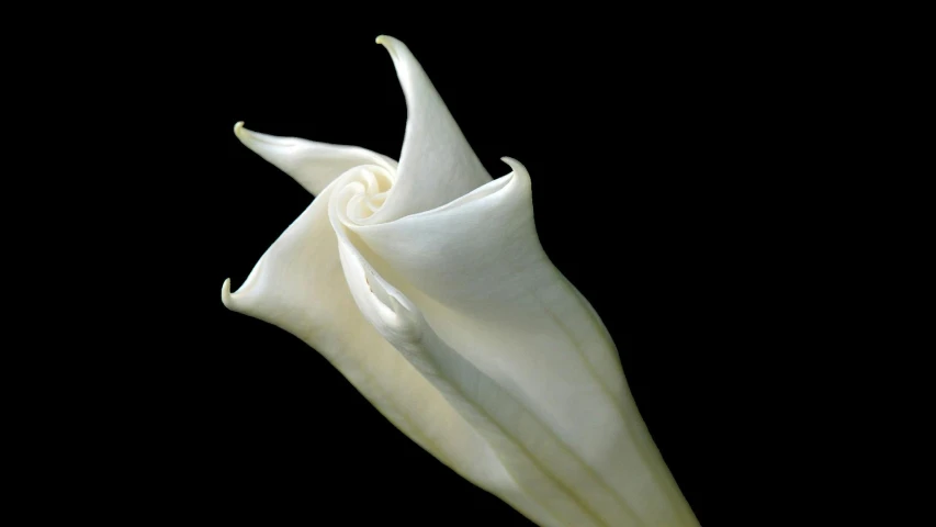 a close up of a white flower on a black background, an album cover, inspired by Carpoforo Tencalla, manta ray, winding horn, award-winning photograph, 15081959 21121991 01012000 4k