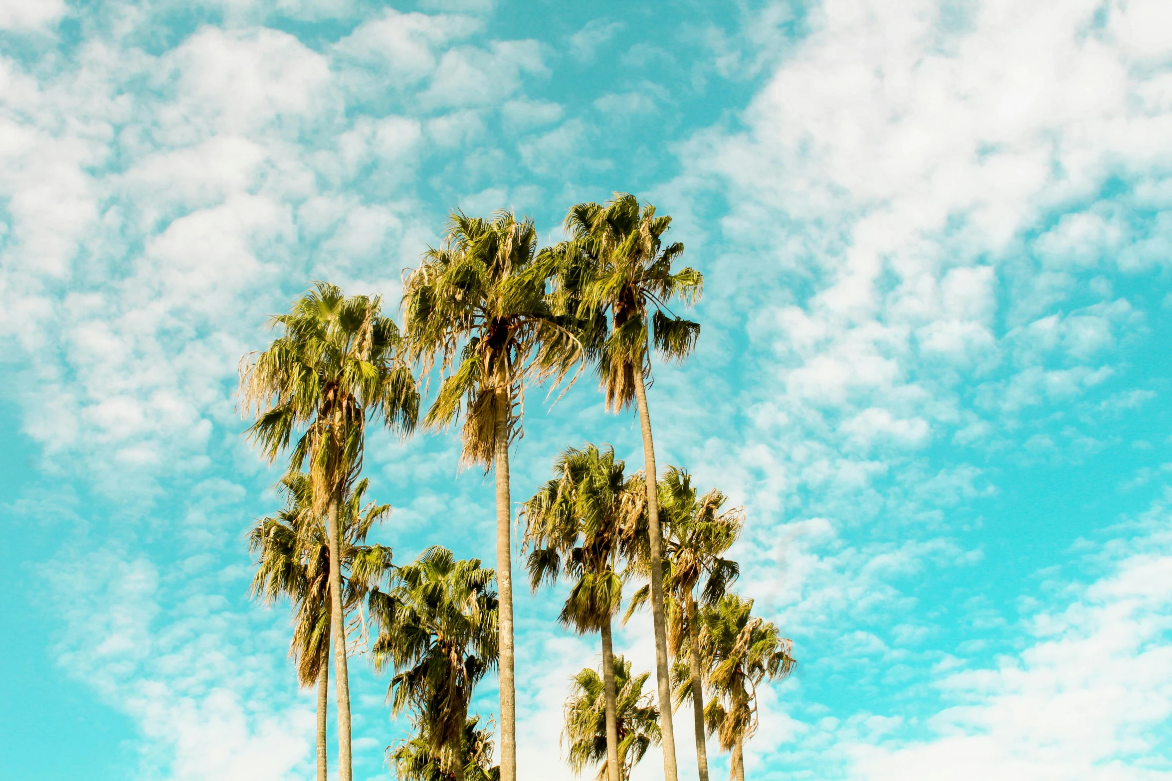 a group of palm trees sitting on top of a lush green field, unsplash contest winner, baroque, cotton candy trees, profile image, santa monica beach, light blue sky with clouds