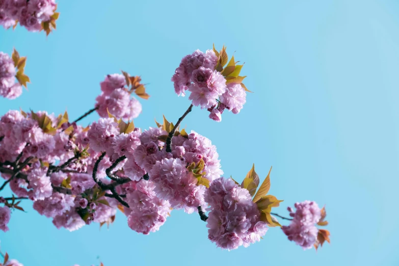 a tree with pink flowers against a blue sky, by Niko Henrichon, trending on unsplash, japanese flower arrangements, brown, cherry, over-the-shoulder shot