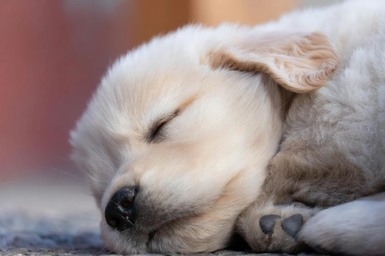 a close up of a dog sleeping on the ground, incredibly cute, slightly golden, cute photograph, shot with sony alpha 1 camera