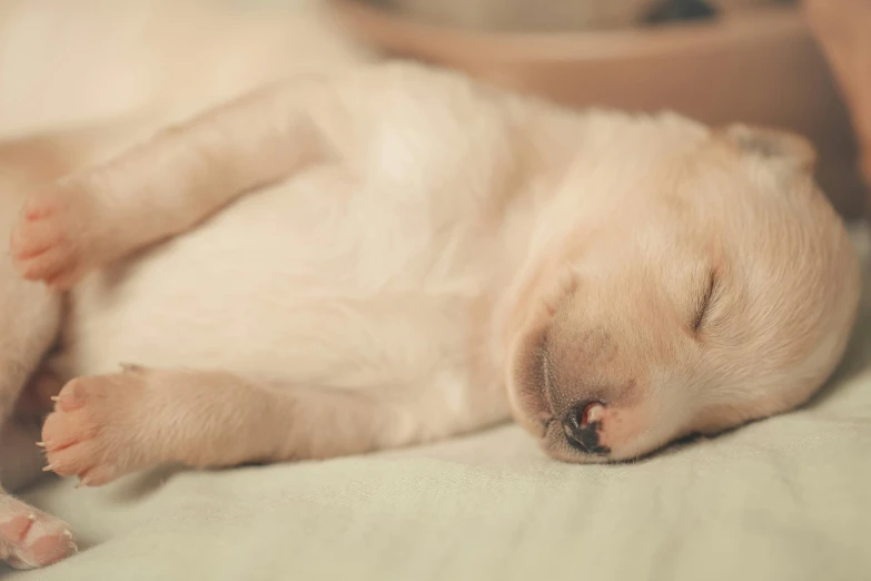 a small white puppy sleeping on top of a bed, by Elsa Bleda, shutterstock contest winner, soft light 4 k, australian, animation, a green