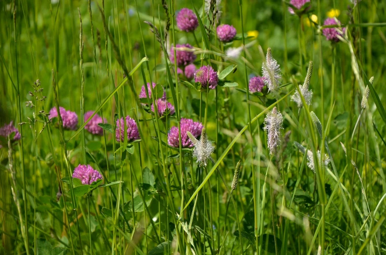 a bunch of purple flowers sitting on top of a lush green field, celtic vegetation, bartlomiej gawel, seeds, in the sun