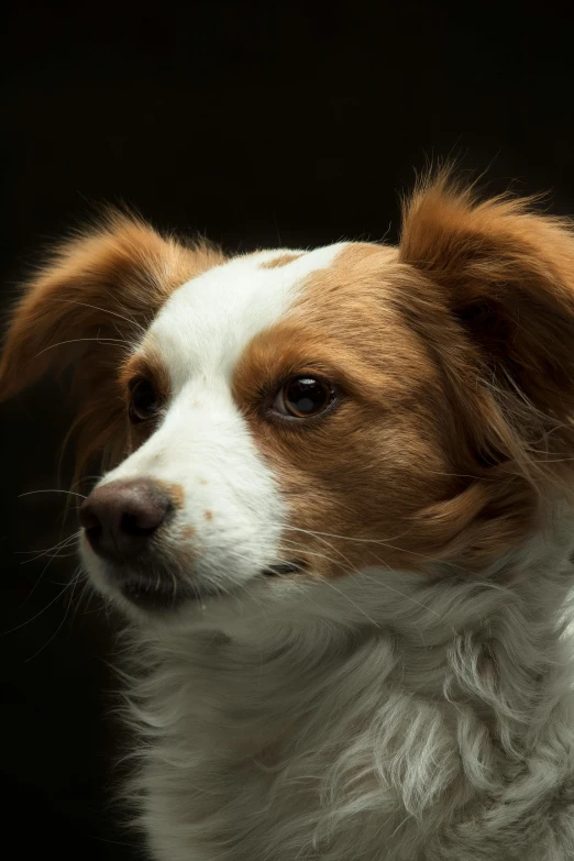 a close up of a dog on a black background, by Jan Tengnagel, aussie, small dog, subject: dog, manuka