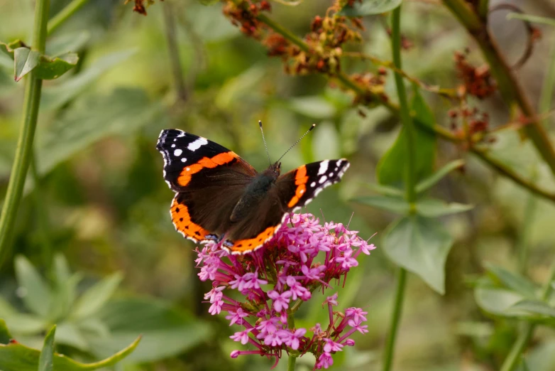 a close up of a butterfly on a flower, by David Garner, pexels, square, verbena, avatar image