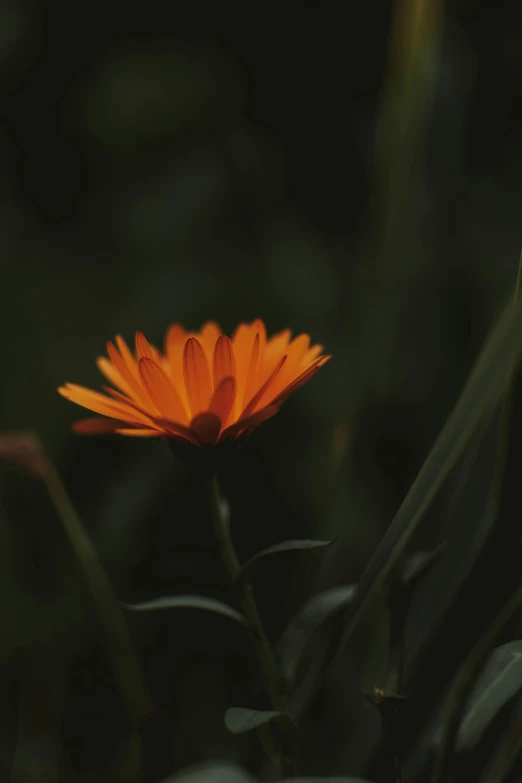 an orange flower sitting on top of a lush green field, trending on unsplash, renaissance, in the dark, dark. no text, profile picture, indoor picture