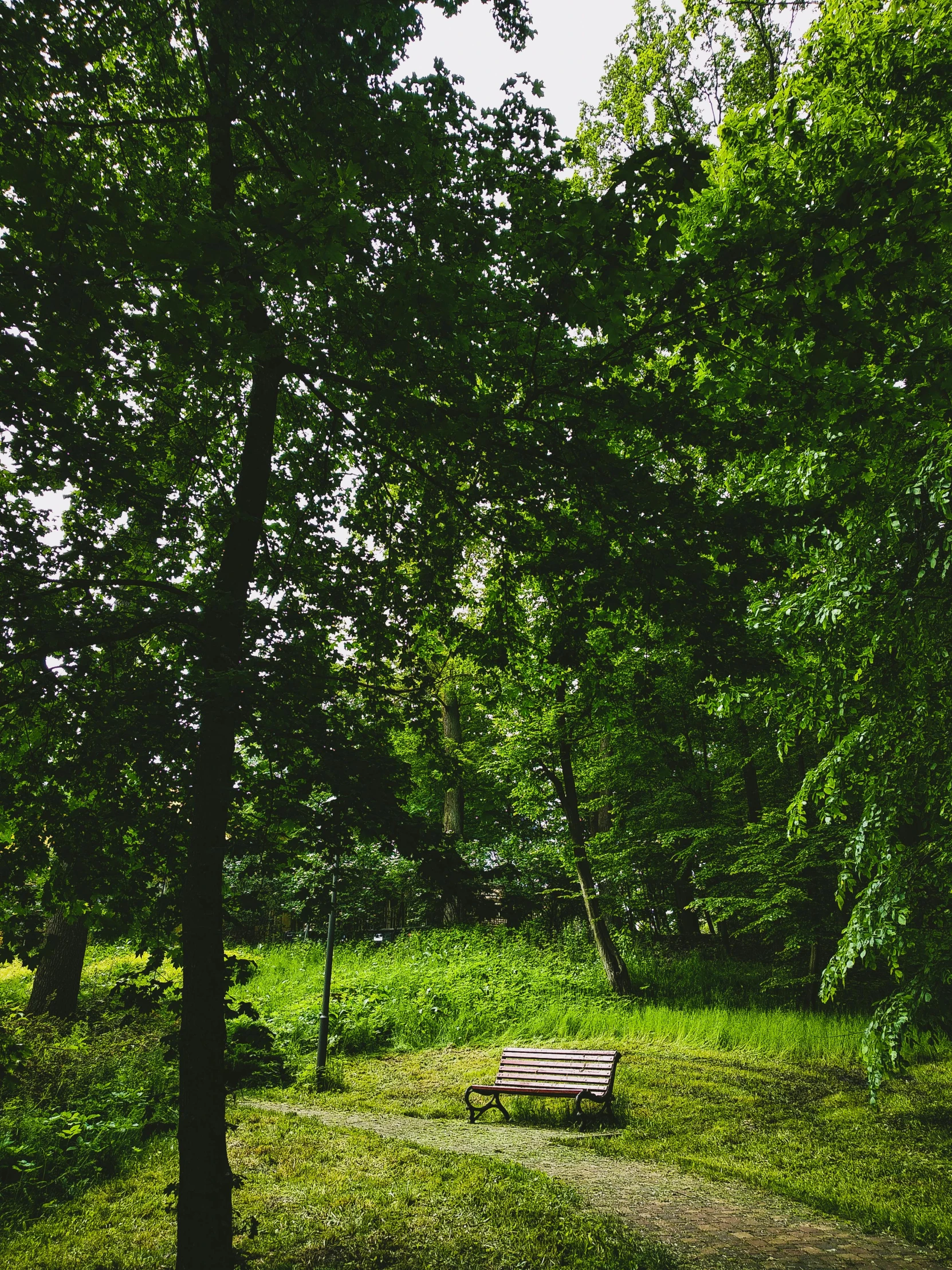 a wooden bench sitting in the middle of a lush green forest, berlin park, medium-shot, high quality image