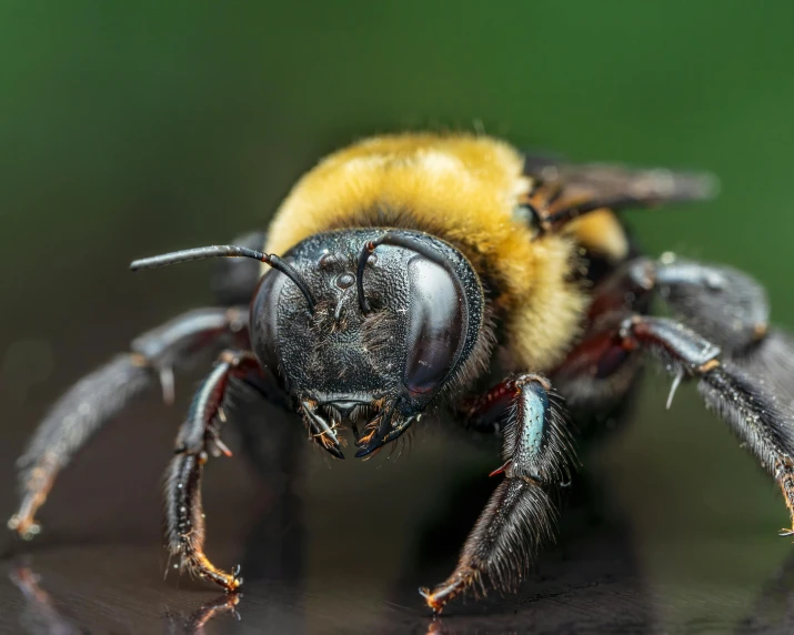 a close up of a bee on a table, a macro photograph, by Ben Zoeller, pexels contest winner, photorealism, fierce expression 4k, fully frontal view, 🦩🪐🐞👩🏻🦳, outdoor photo