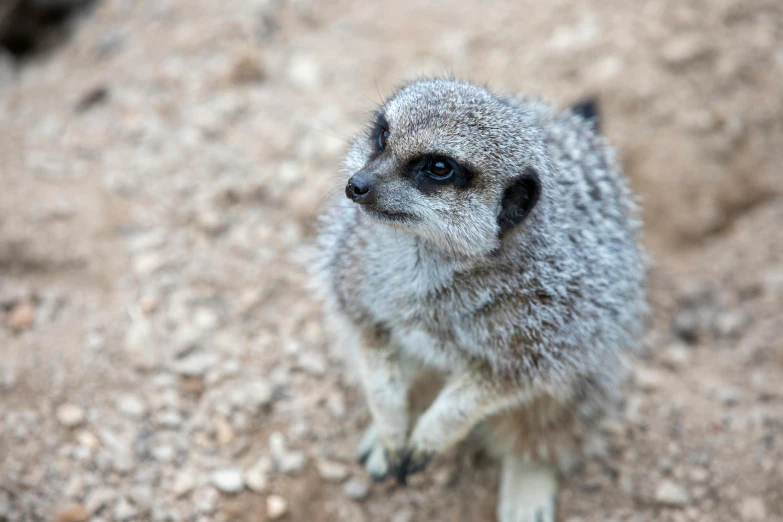 a close up of a small animal on a dirt ground, a portrait, trending on pexels, australian, wide eyed, zoo, tourist photo