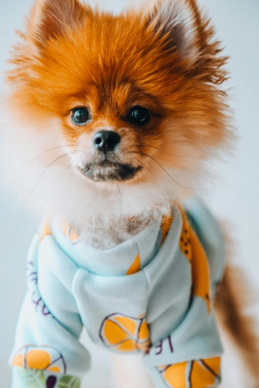 a close up of a small dog wearing a shirt, a portrait, by Julia Pishtar, trending on pexels, orange and teal, well-groomed model, slide show, dressed in a robe