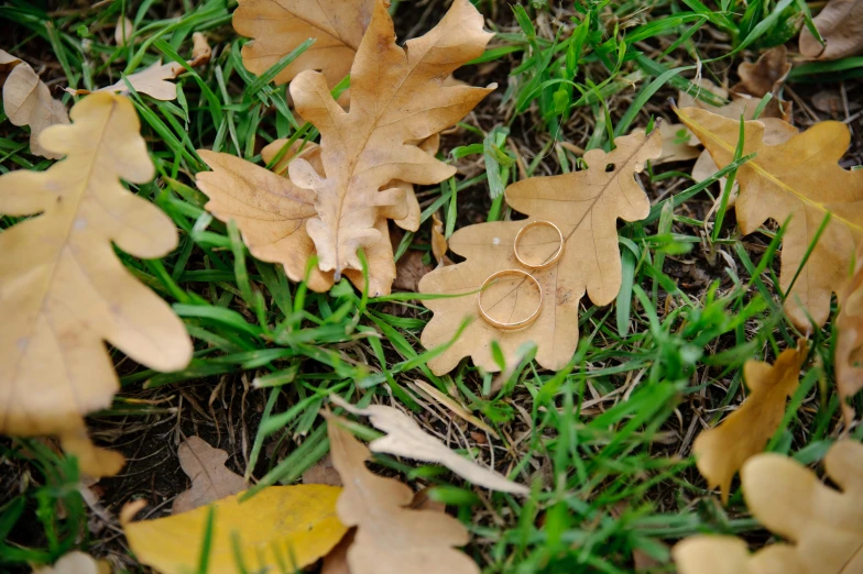 a bunch of leaves that are laying in the grass, an album cover, pexels, land art, rings, 15081959 21121991 01012000 4k, nordic wedding ring, ocher details