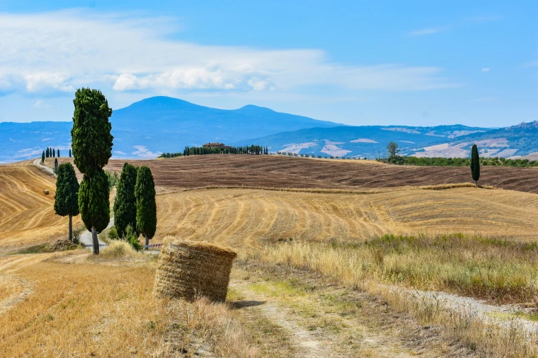 a couple of trees sitting on top of a field, pexels contest winner, renaissance, cornucopia, mediterranean vista, avatar image, 🚿🗝📝