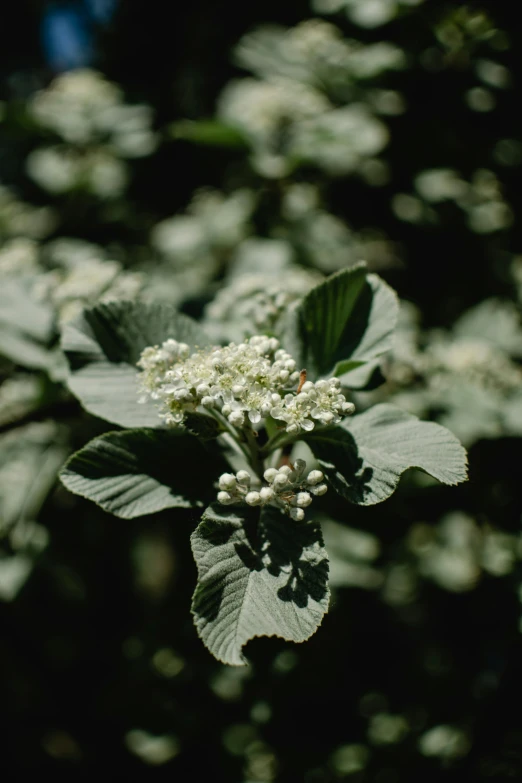 a close up of a plant with white flowers, fujicolor sample, muted green, bittersweet, foliage