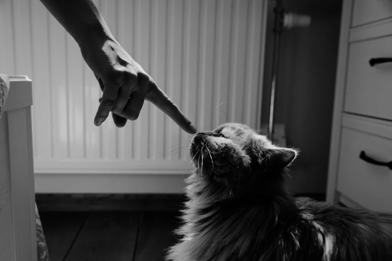 a black and white photo of a person petting a cat, by Emma Andijewska, pexels contest winner, conceptual art, single long stick, anthropomorphic dog eating, long - haired siberian cat, indoor picture
