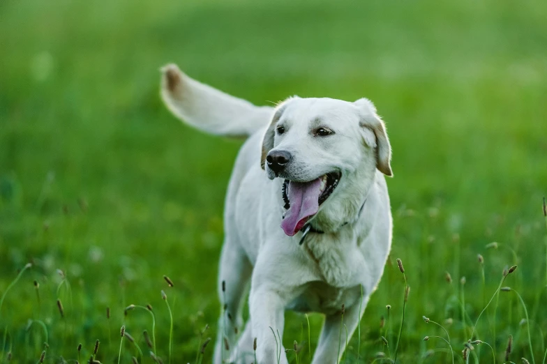 a white dog running across a lush green field, portrait image
