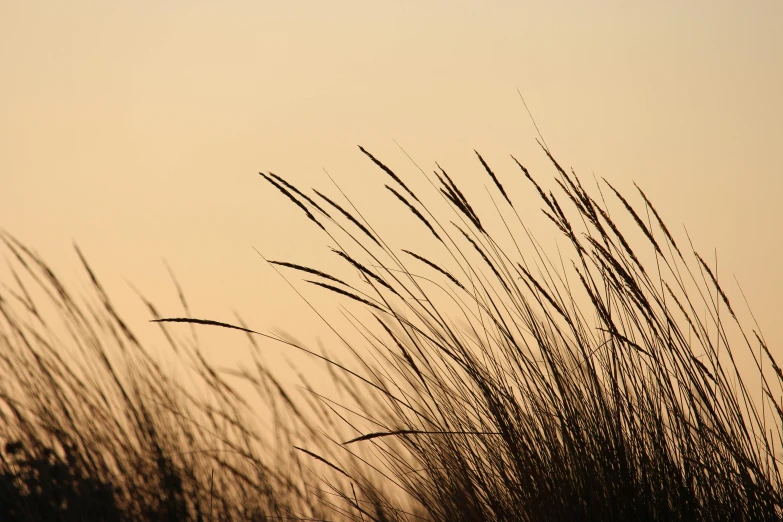 tall grass blowing in the wind at sunset, an album cover, by Carey Morris, unsplash, hurufiyya, muted browns, high quality photo, 2022 photograph, brown