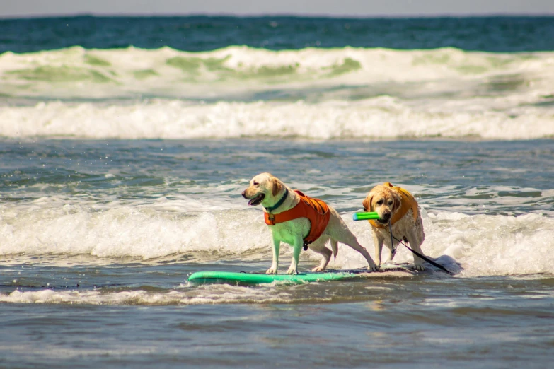 two dogs standing on a surfboard in the ocean, by Bernie D’Andrea, pexels contest winner, chartreuse and orange and cyan, sand, waving, hollister ranch