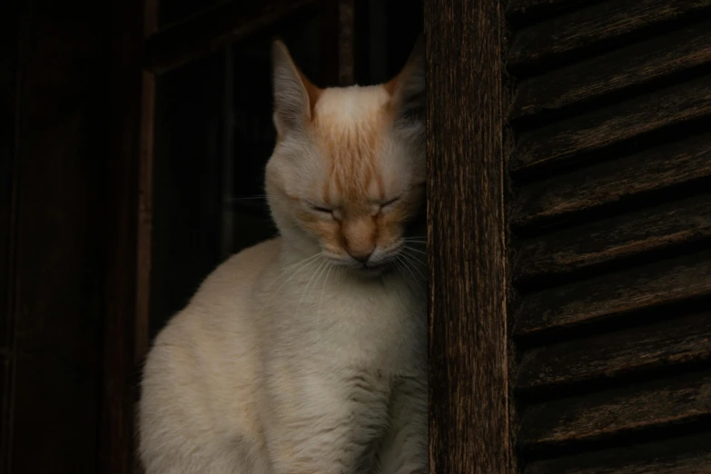 a white cat sitting on top of a window sill, a picture, pexels contest winner, renaissance, leaning on door, oriental face, asleep, sienna