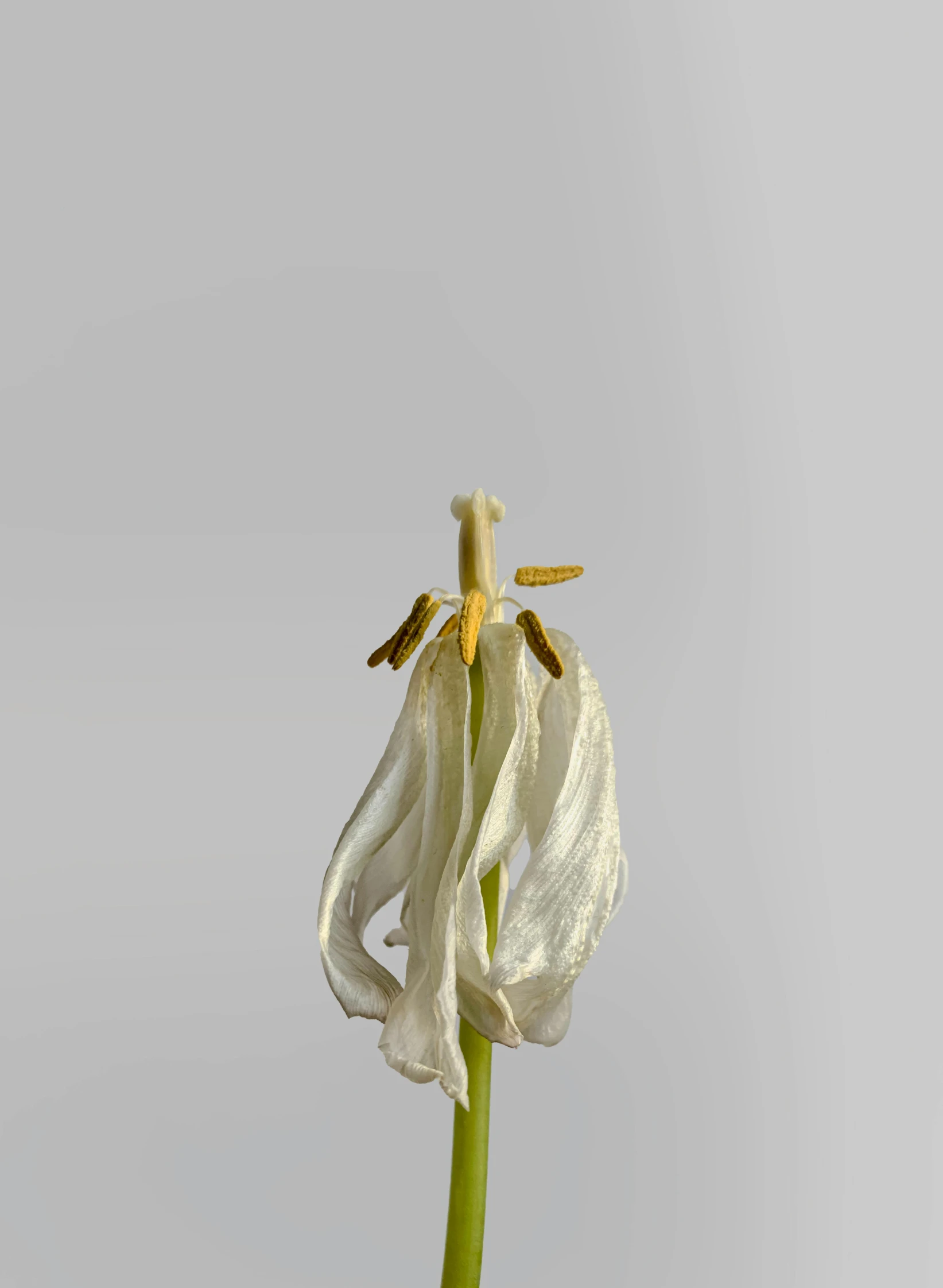 a single white flower sitting on top of a green stem, unsplash, photorealism, gilt silk torn fabric, hymenocallis coronaria, taken in the early 2020s, made of silk paper