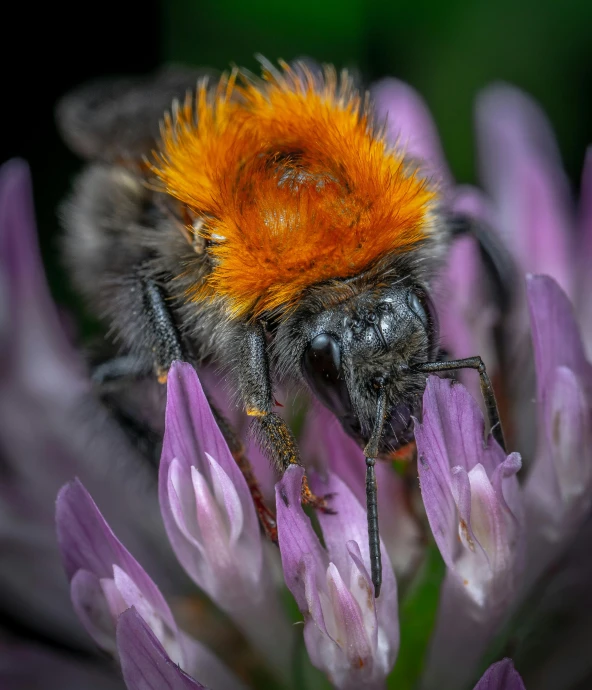 a bee sitting on top of a purple flower, a macro photograph, by Ejnar Nielsen, dark grey and orange colours, clover, tufty whiskers, full frame image