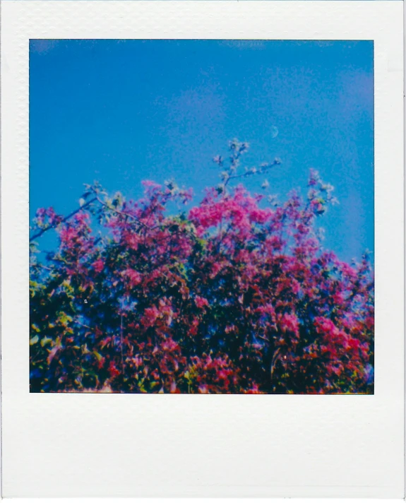 a tree with pink flowers against a blue sky, a polaroid photo, unsplash, green and red plants, indigo rainbow, photocopied, pink and blue neon