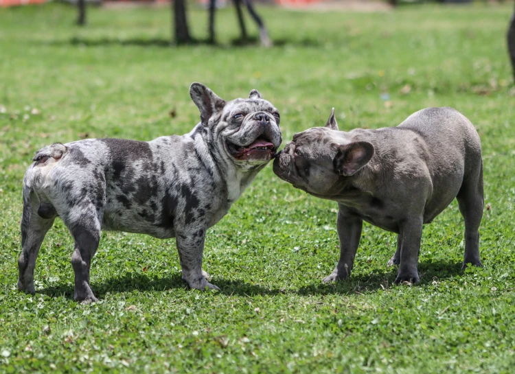 a couple of dogs standing on top of a lush green field, at a park, blue and grey, french bulldog, 15081959 21121991 01012000 4k