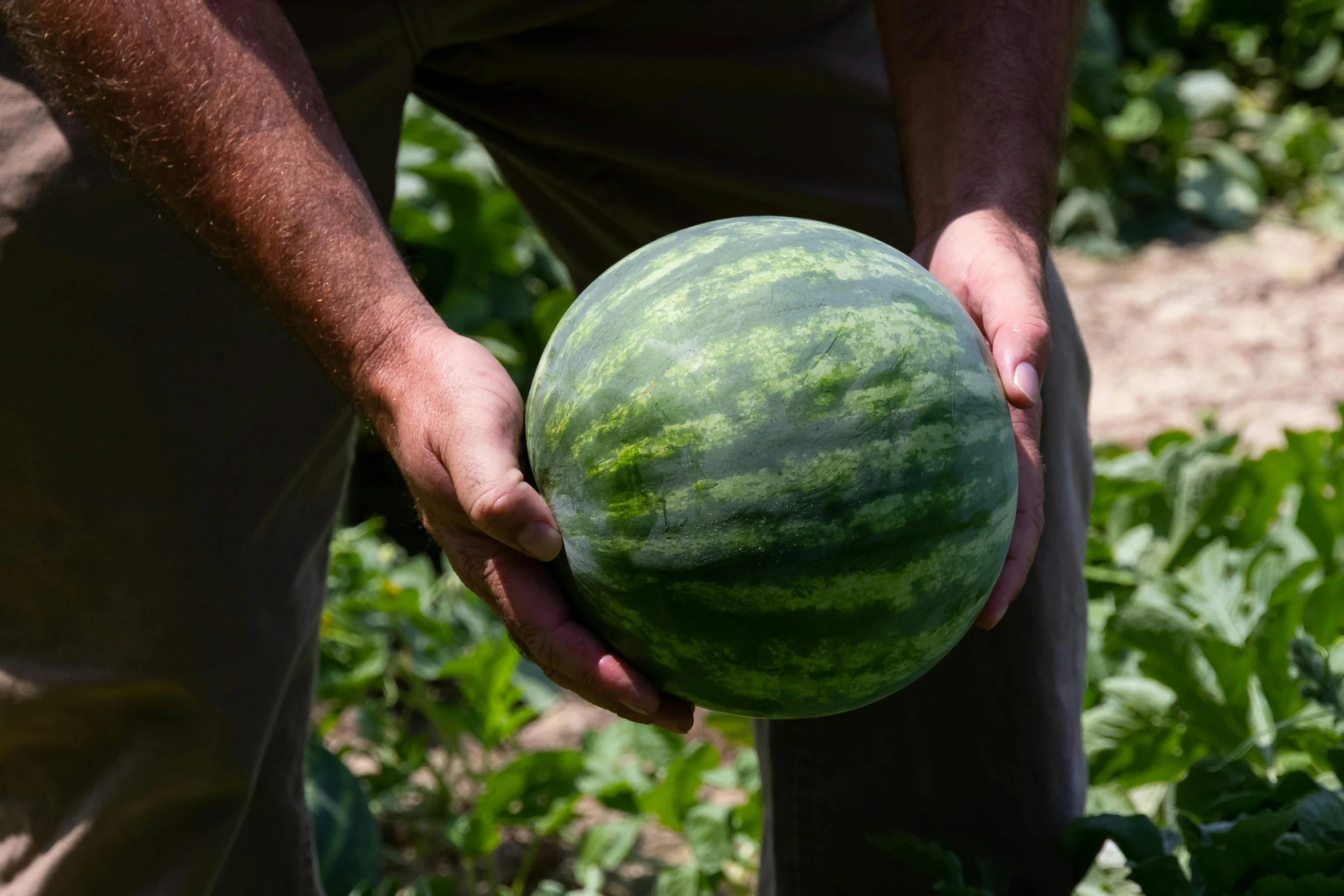 a man holding a watermelon in his hands, a picture, no crop, various sizes, uncrop, facing camera
