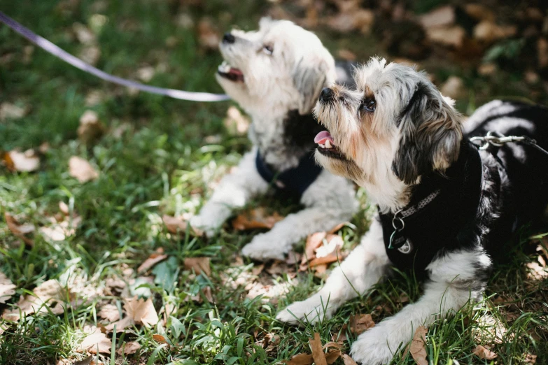 a couple of dogs sitting on top of a lush green field, a photo, unsplash, avatar image, shih tzu, low angle photo, bark