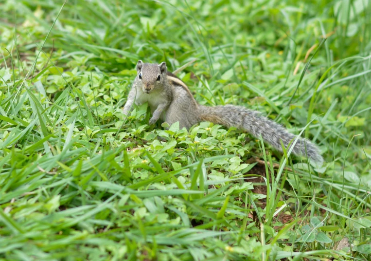 a squirrel that is standing in the grass, nuttavut baiphowongse, flash photo, digital image, beans