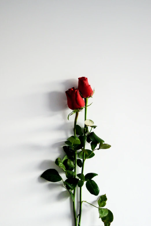a single red rose against a white wall, an album cover, by Robbie Trevino, romanticism, lesbians, flower buds, highly upvoted, **cinematic