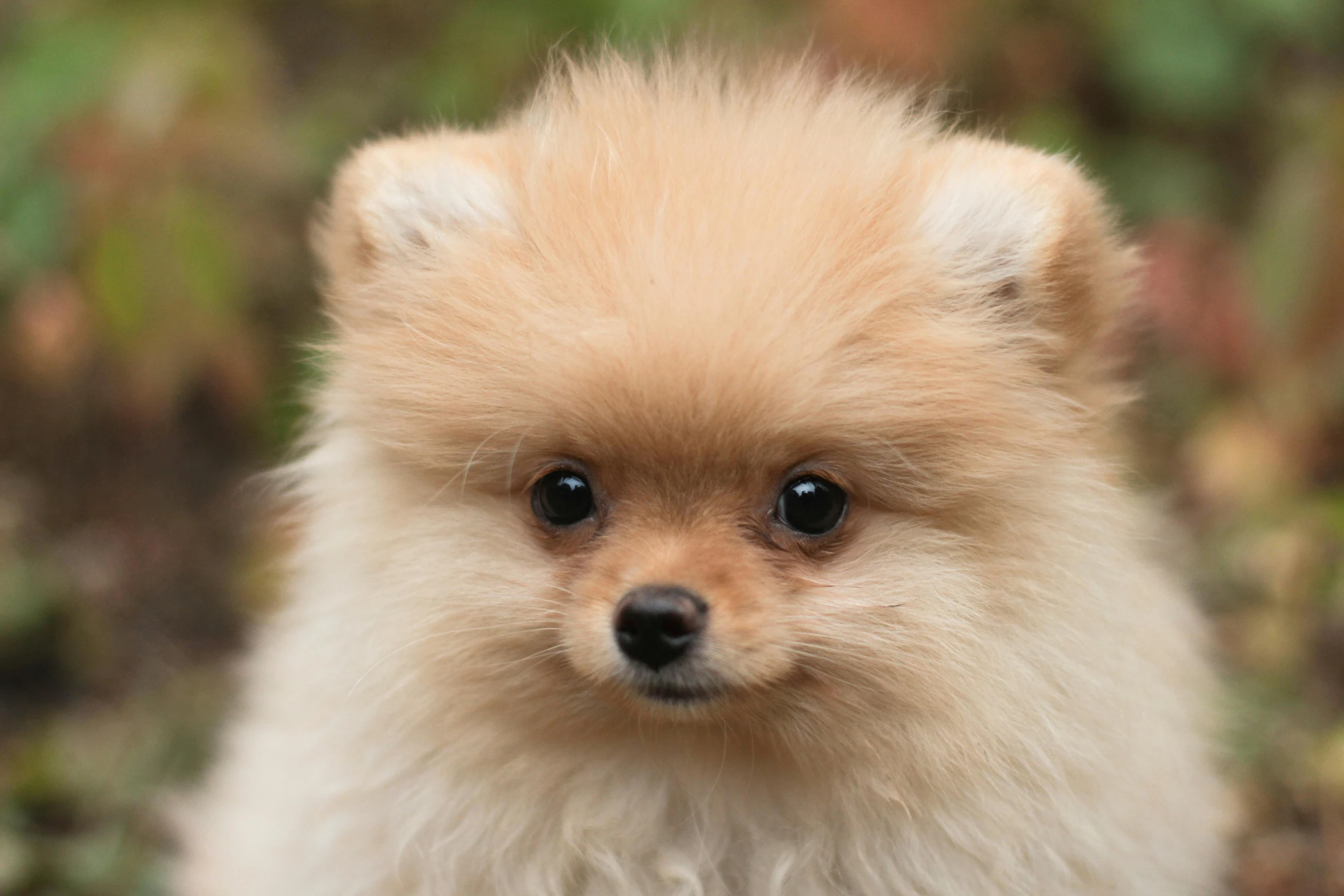 a close up of a small dog looking at the camera, by Emma Andijewska, pexels contest winner, pomeranian, square, manuka, closeup 4k