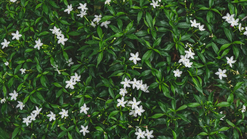 a group of white flowers sitting on top of a lush green field, unsplash, hurufiyya, jasmine, seen from straight above, perfectly tileable, lobelia